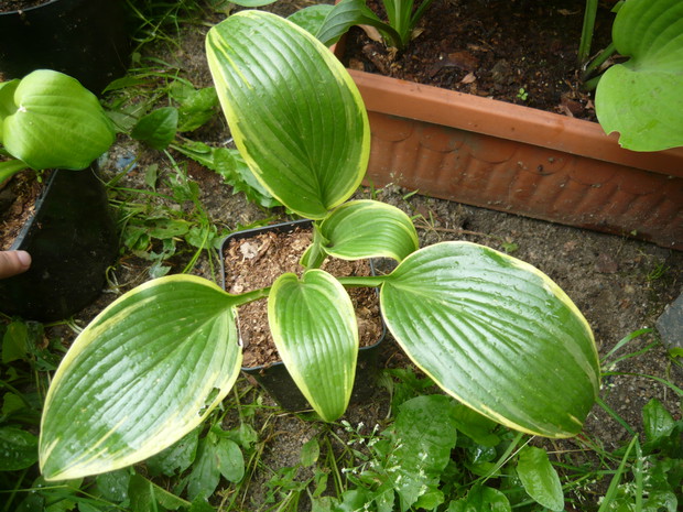 Pora na te tegoroczne - świecące, dwukolorowe liście