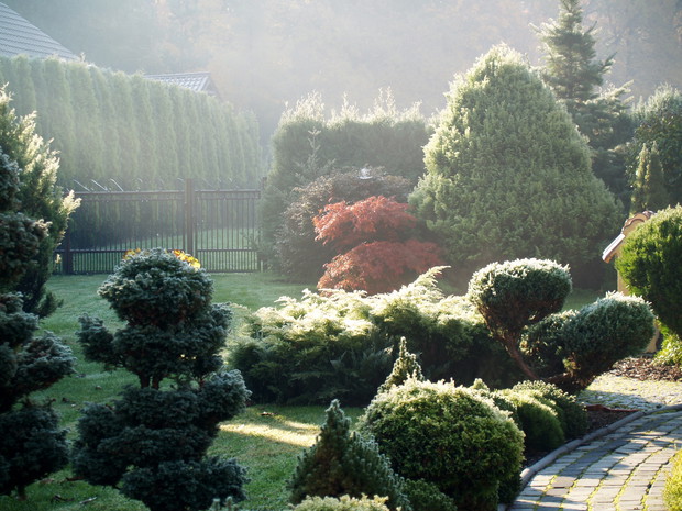 Poranne spojrzenie na ogród