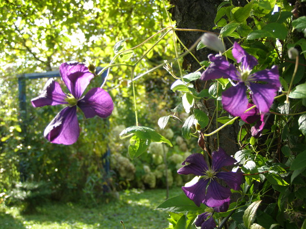 Powojniki dzielnie jeszcze kwitną.