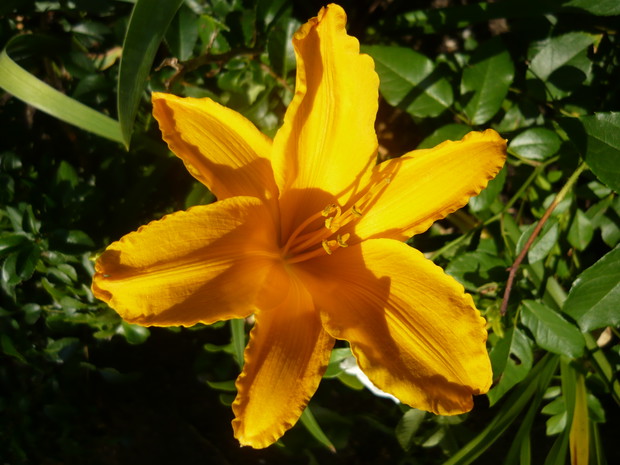 Prawie pomarańczowy, lecz jednak jeszcze żółty