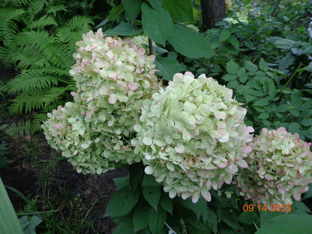 Przebarwiająca sie właśnie hortensja odm. Pinky Winky