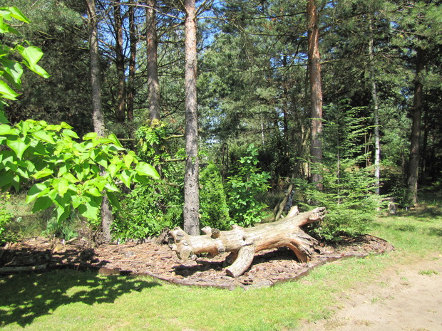 Przed ustawieniem w ogrodzie korzenie dokładnie oczyściliśmy