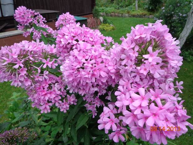 Przepiękne floksy! Tak wyglądają we wrześniu!
