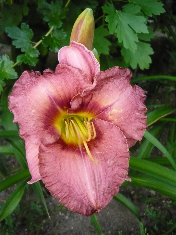 Przyciąga wzrok każdego ogrodnika