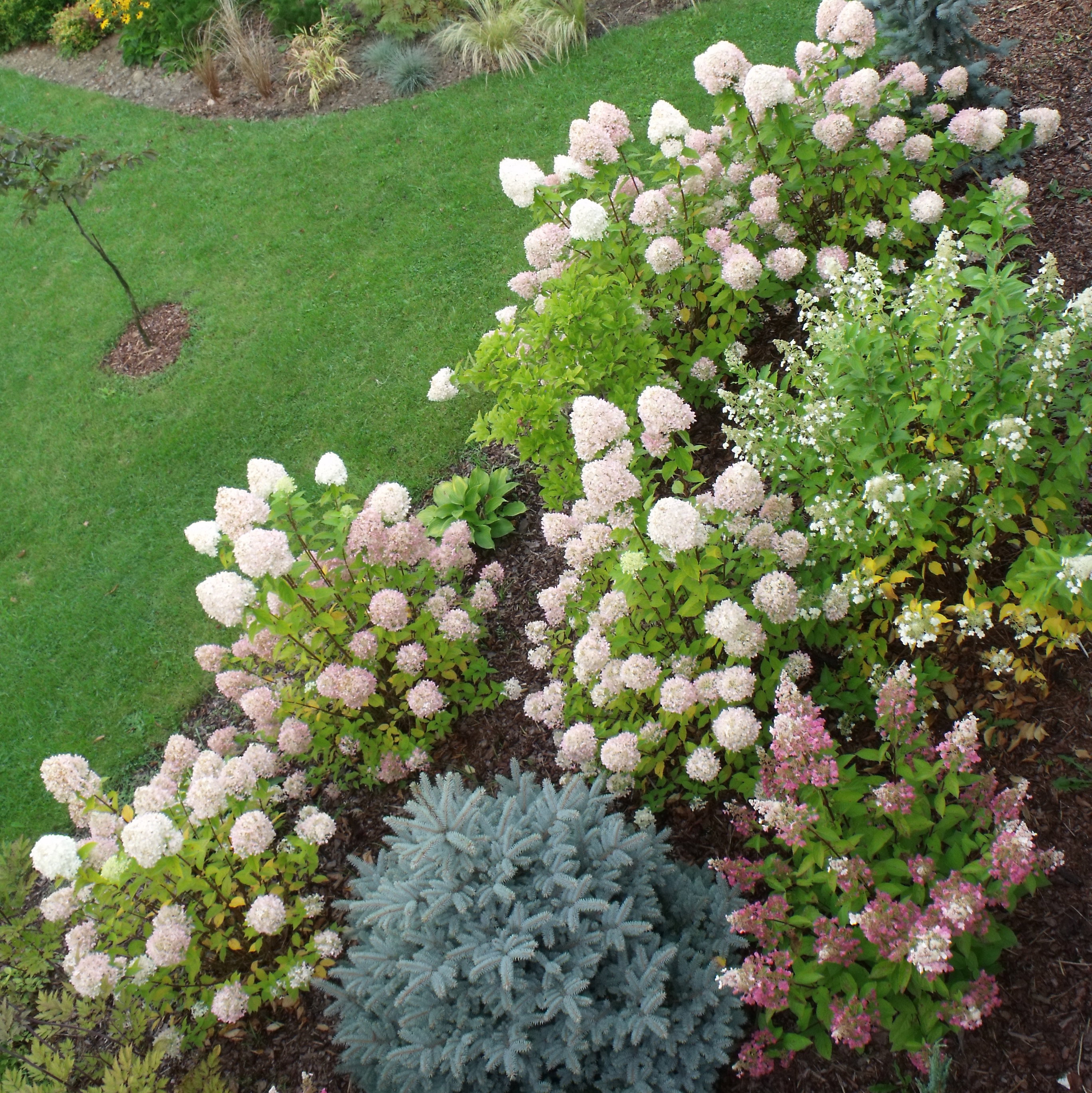 RABATA HORTENSJOWA W OGRODZE WILCZA GÓRA