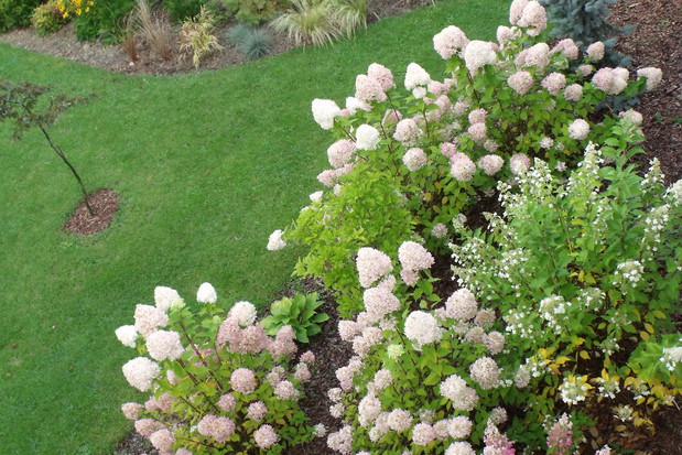 RABATA HORTENSJOWA W OGRODZE WILCZA GÓRA