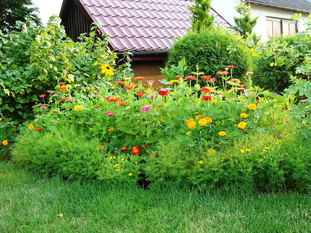 Rabatka z cyni i aksamitek
