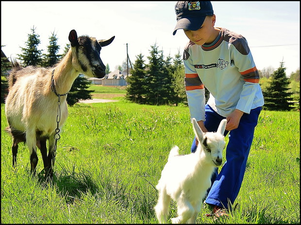 Radosna zabawa z kózkami