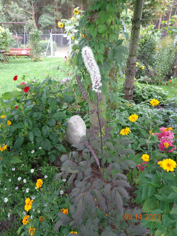 Rarytasik.Piękna pluskwica groniasta