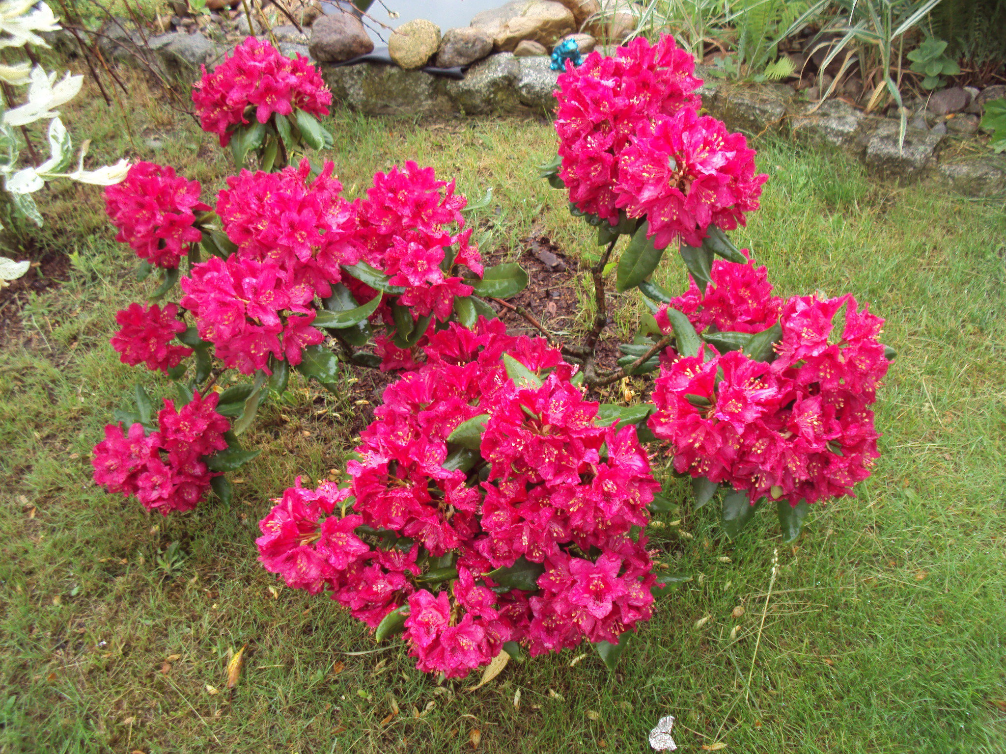 Różanecznik obsypany kwiatami