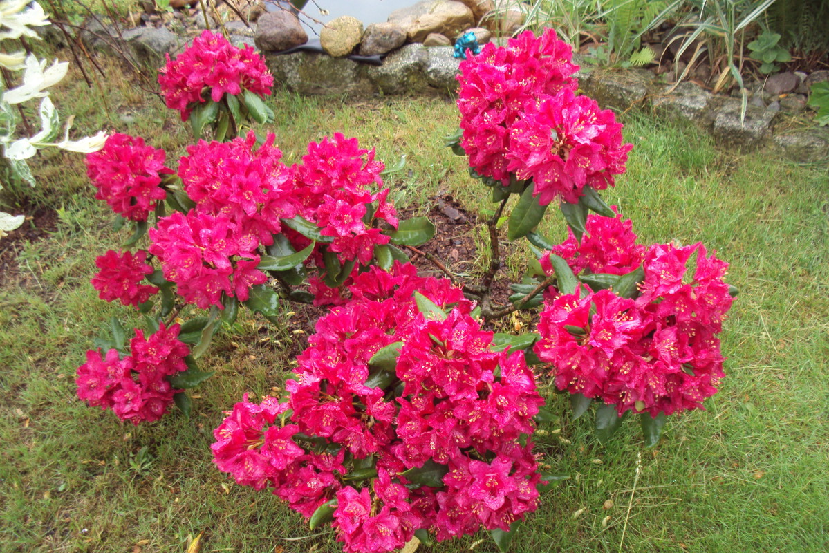 Różanecznik obsypany kwiatami