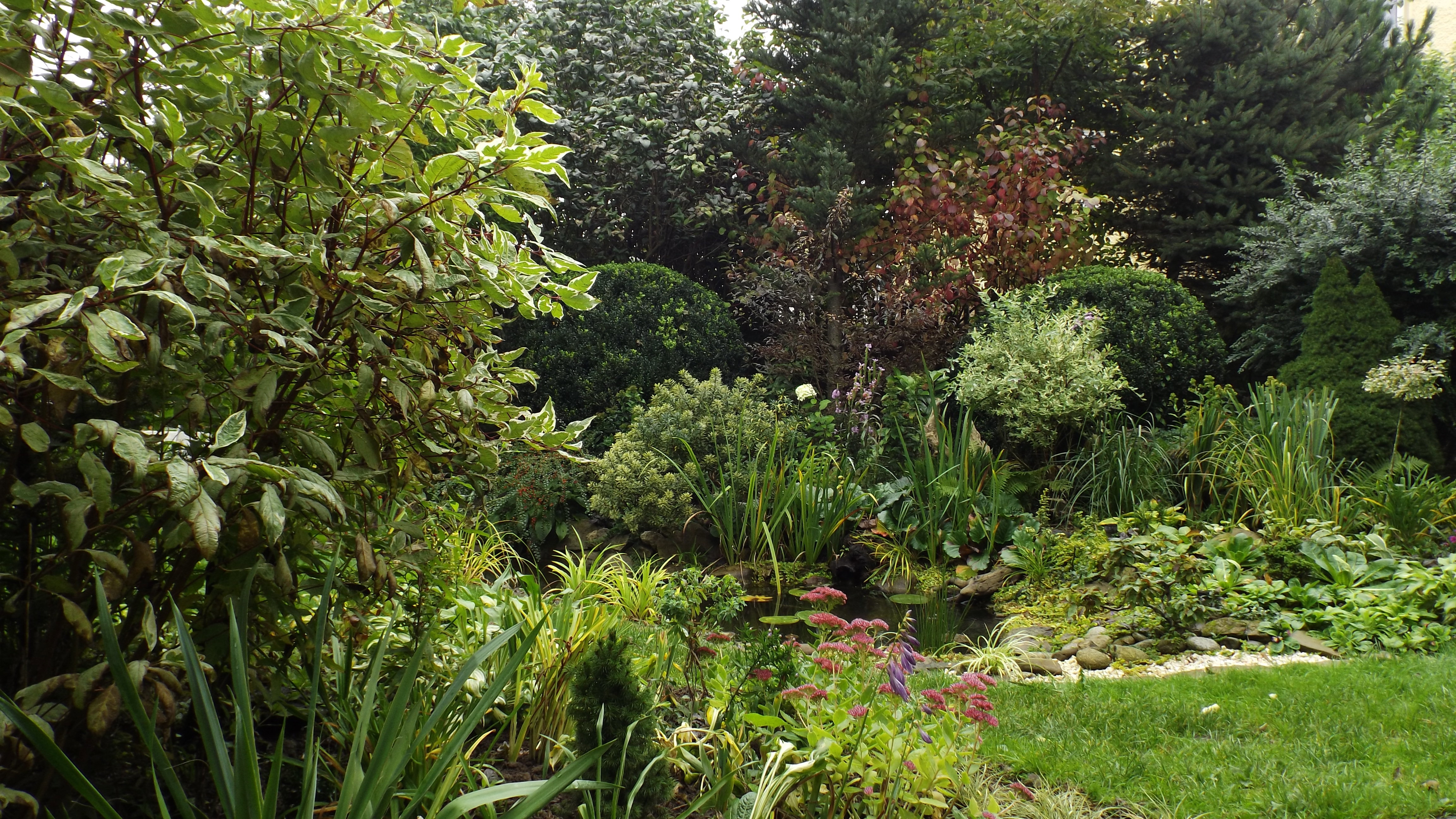 Rozchodniki nad oczkiem