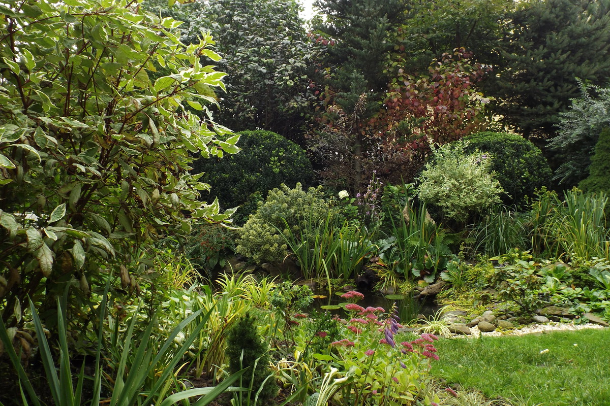 Rozchodniki nad oczkiem