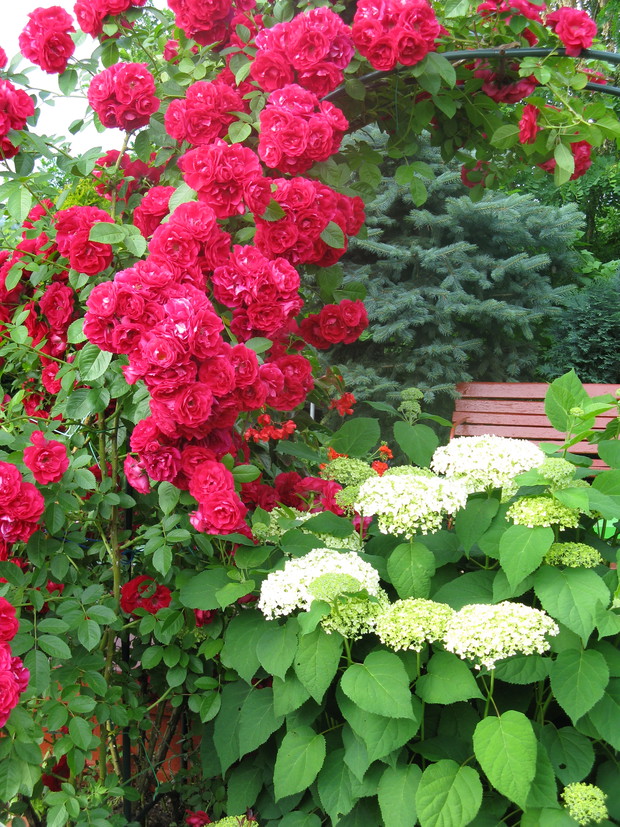 Róże i hortensja