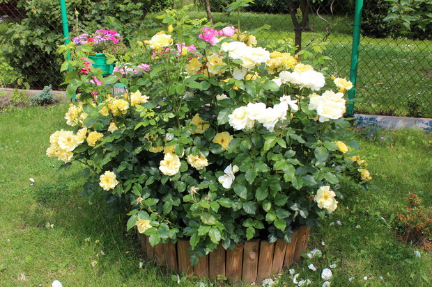 Róże kwitnące latem