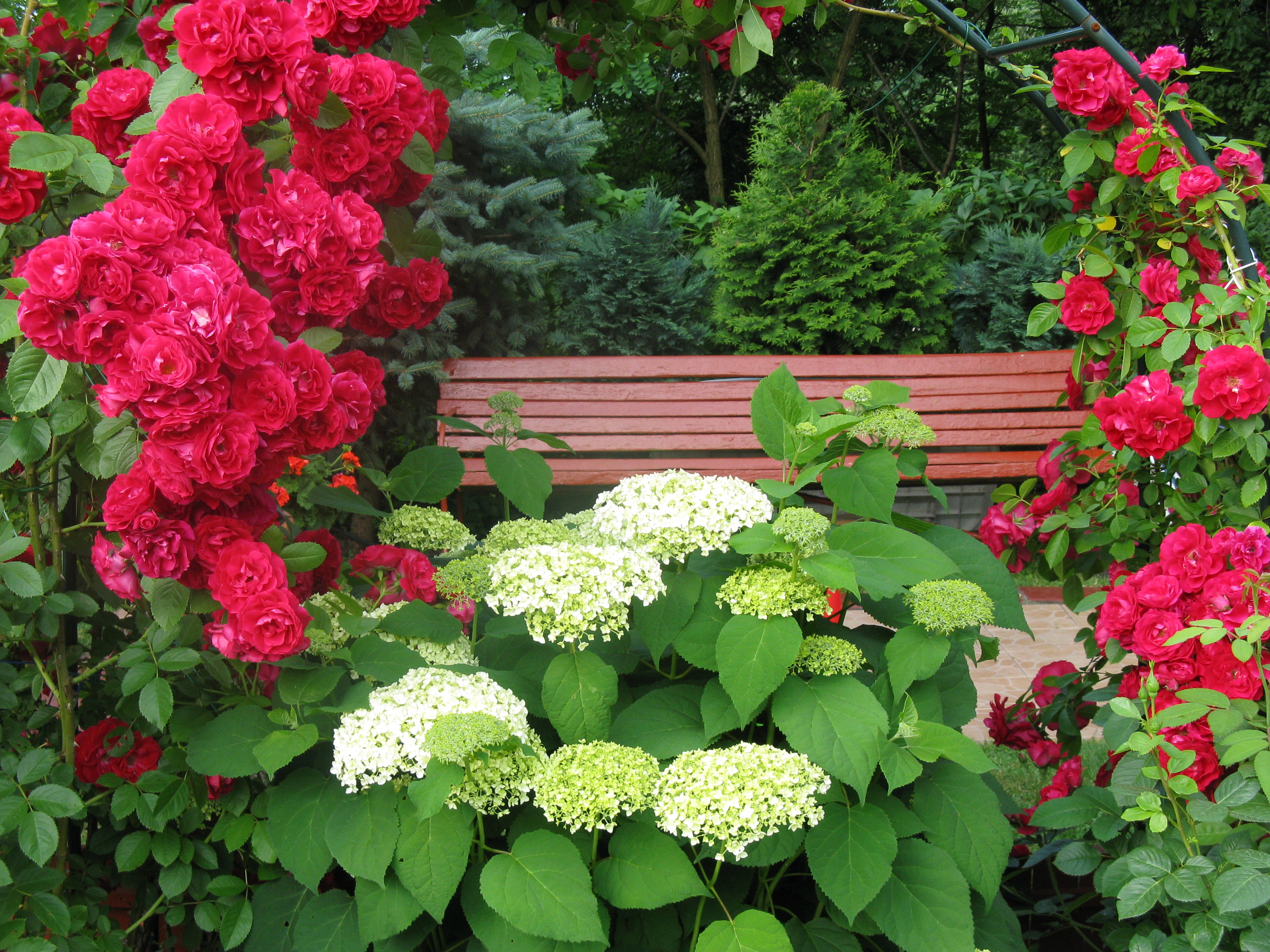 Róże pnące b.ładnie komponują się z hortensją