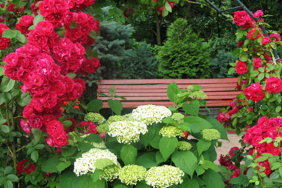 Róże pnące b.ładnie komponują się z hortensją