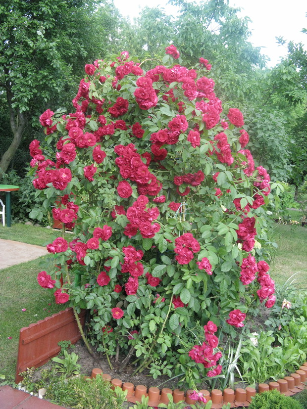 Róże pnące- ozdobą w ogrodzie