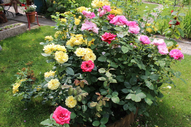 Róże zdjęcie z drugiej strony...