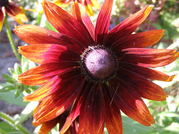 Rudbekia pięknie się czerwieni.