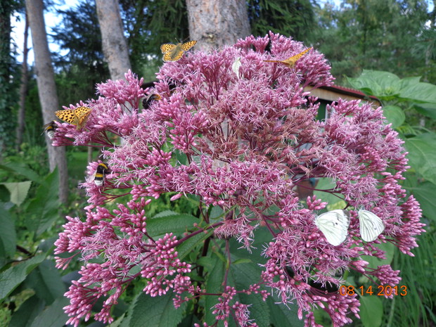 Sadziec purpurowy.Prawdziwa ozdoba mojego ogrodu,