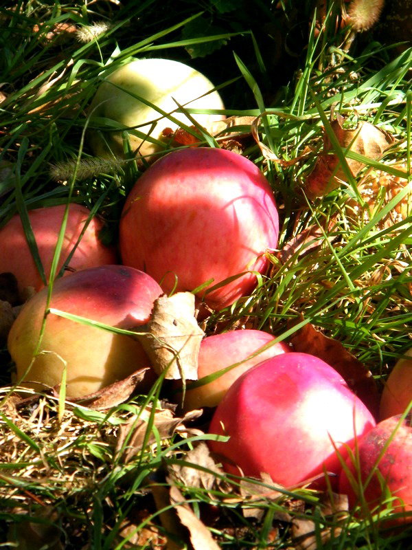 Skąpane w promieniach jesiennego słońca