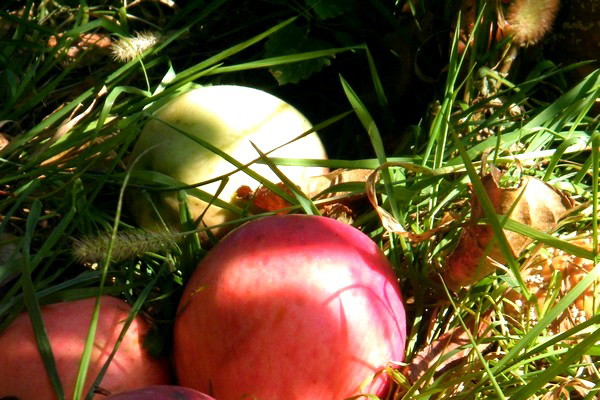 Skąpane w promieniach jesiennego słońca