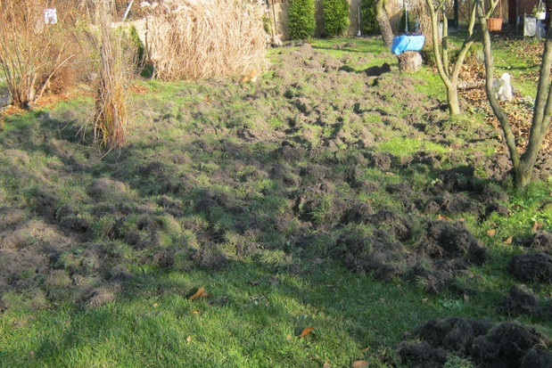 Skutków wizyty dzików na naszej działce nie da się przeoczyć