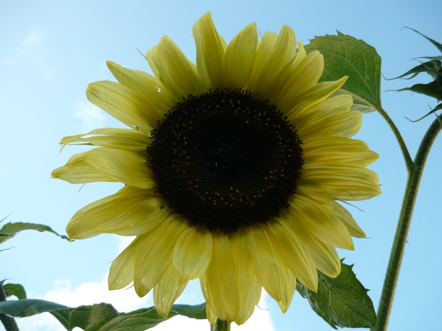 Słoneczny słonecznik