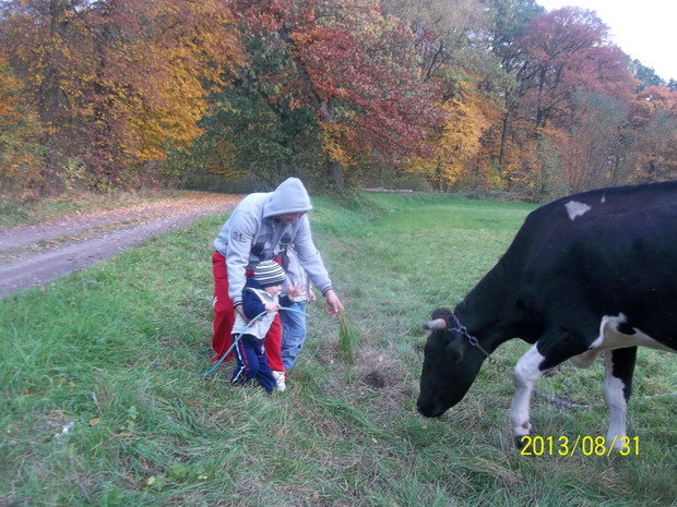 SPOTKANIE Z KROWĄ...