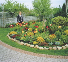 Staram się, by mój klomb był kolorowy przez cały sezon. Gdy przekwitają tulipany, w ich miejsce wsadzam astry.