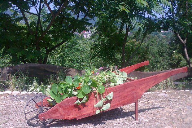 Stare taczki dawno nieużywane, ale po renowacji zyskały nowy look. Stały się niebywałą donicą ,która zachwyca wyglądem,