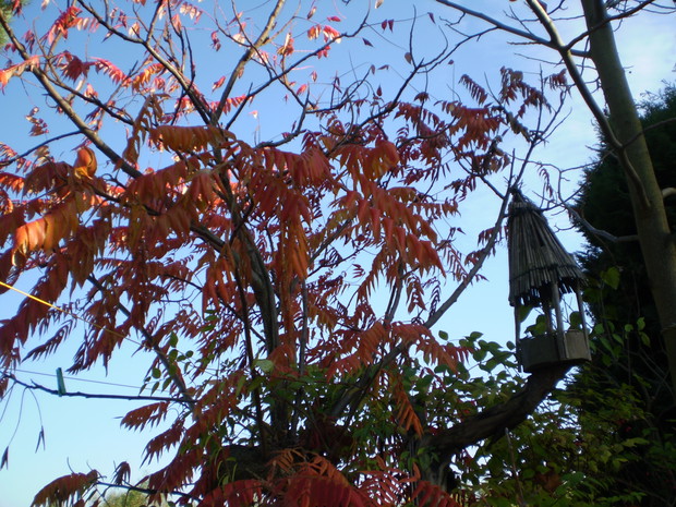 sumak i domek dla ptaków