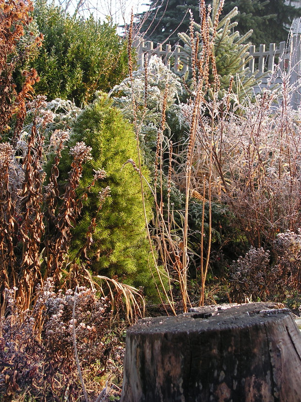Suszone kwiaty zdobią do wiosny