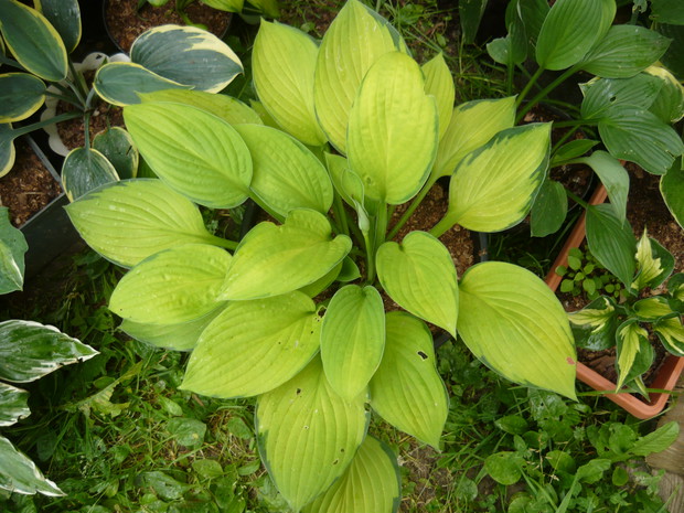 Szybko rosnąca, zeszłoroczna, jasna