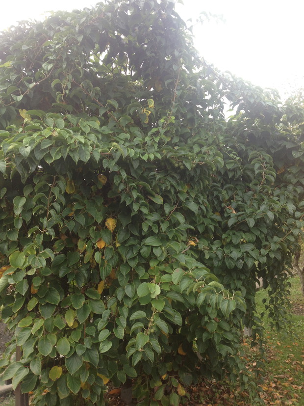 tak rośnie gabarytowo