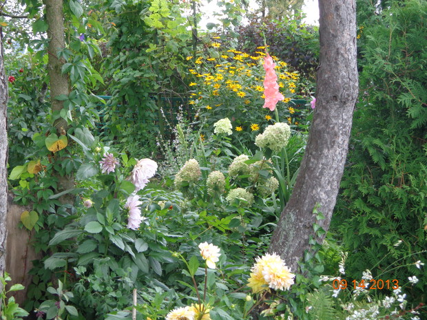 Tak wygląda wrzesień w moim ogrodzie