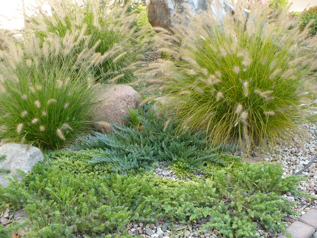Tak wyglądają trawy ozdobne jesienią