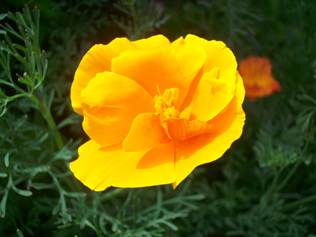 tak wyglądają w słońcu,
 kiedy przychodzi deszcz zamykają się