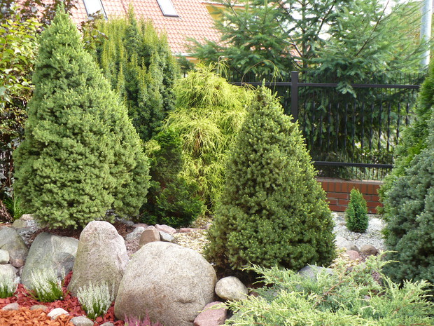 Tak wyglądają zadbane tuje