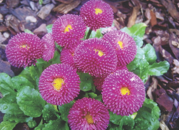 Te stokrotki nazywam „lukrowymi”, bo wyglądają słodko.