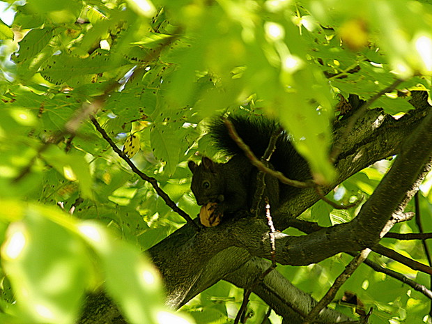 To już stały gość naszego ogrodu