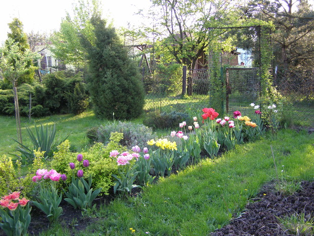 To tylko część mojego tulipanowego szaleństwa.