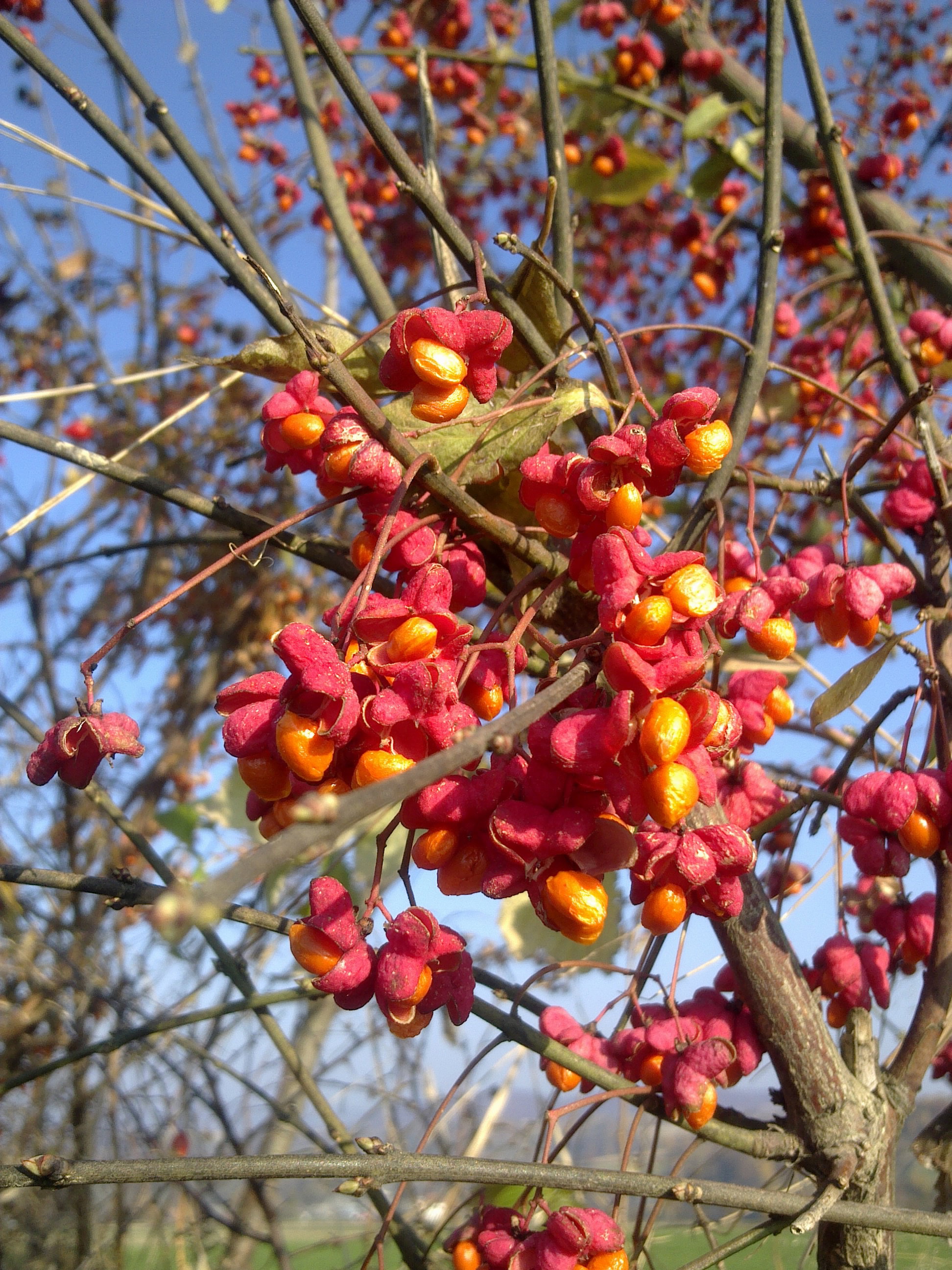 trzmielina skąpana w jesiennym słońcu