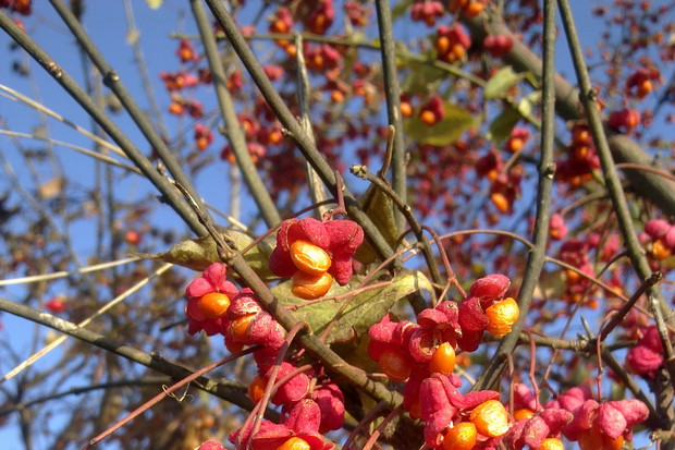trzmielina skąpana w jesiennym słońcu
