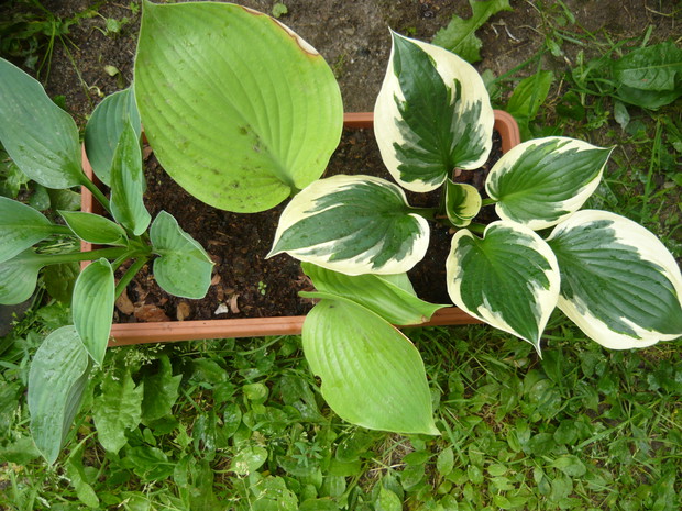 Trzy w skrzynce, każda inna