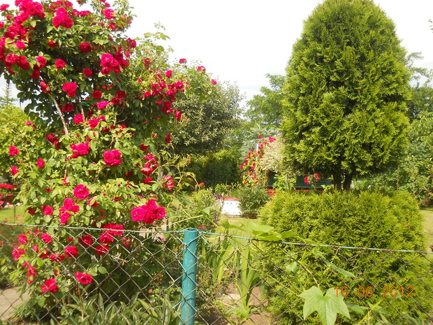 tuje w rózach