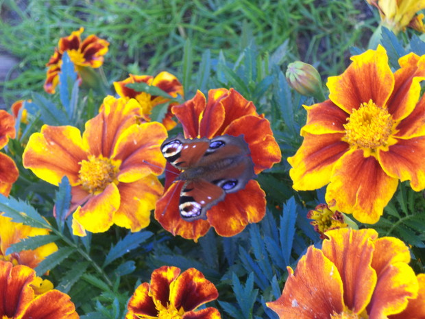 Turki, jedna z odmian.