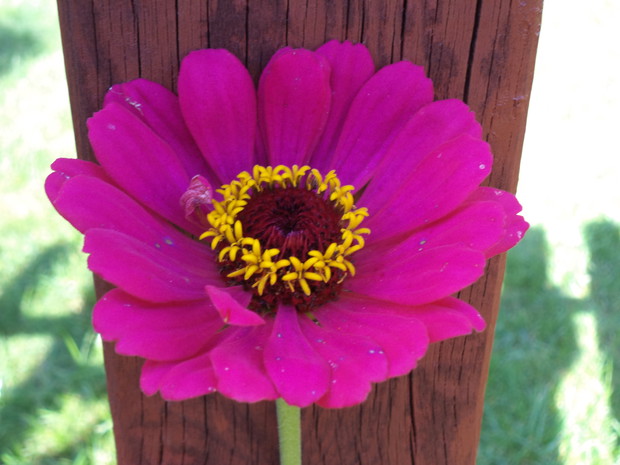 Tutaj różowa, która dobrze komponuje się z płotem ogrodowym