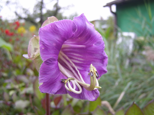 Uf,kobea zdążyła zakwitnąć.